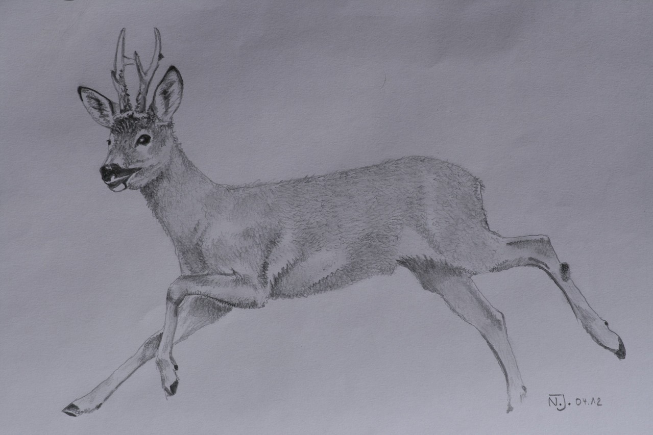 "Rehbock" 2012