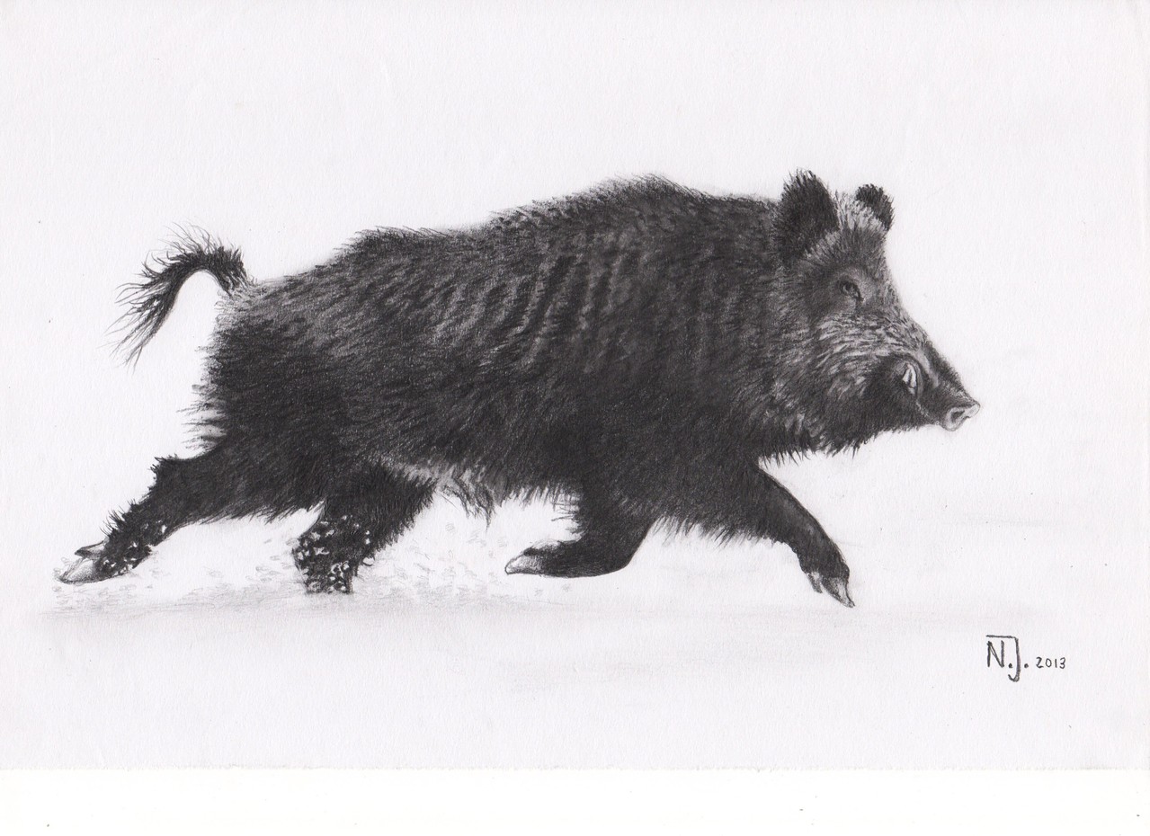 "Keiler im Schnee" 2013