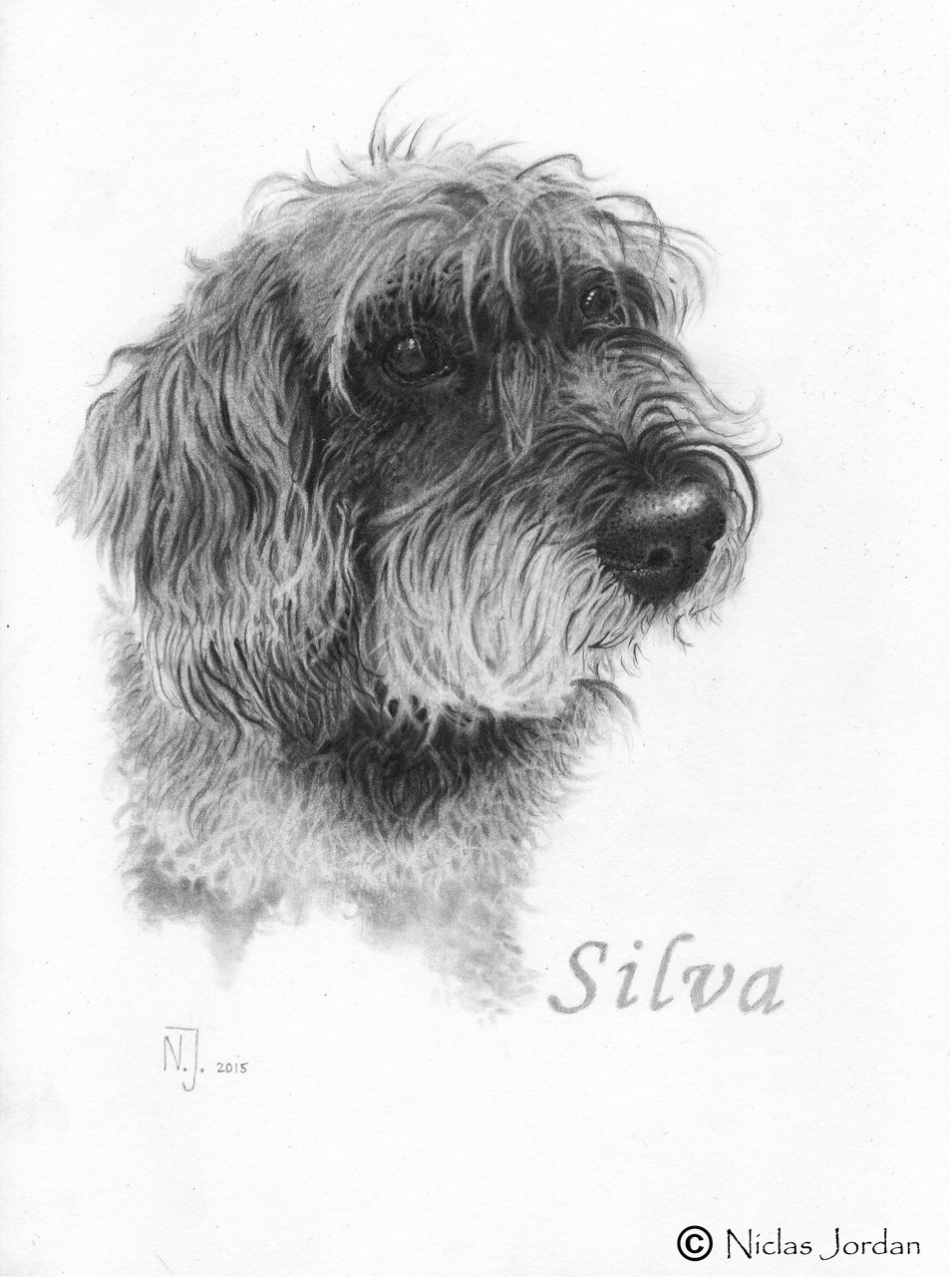 "Rauhaardackel Silva" 2015
