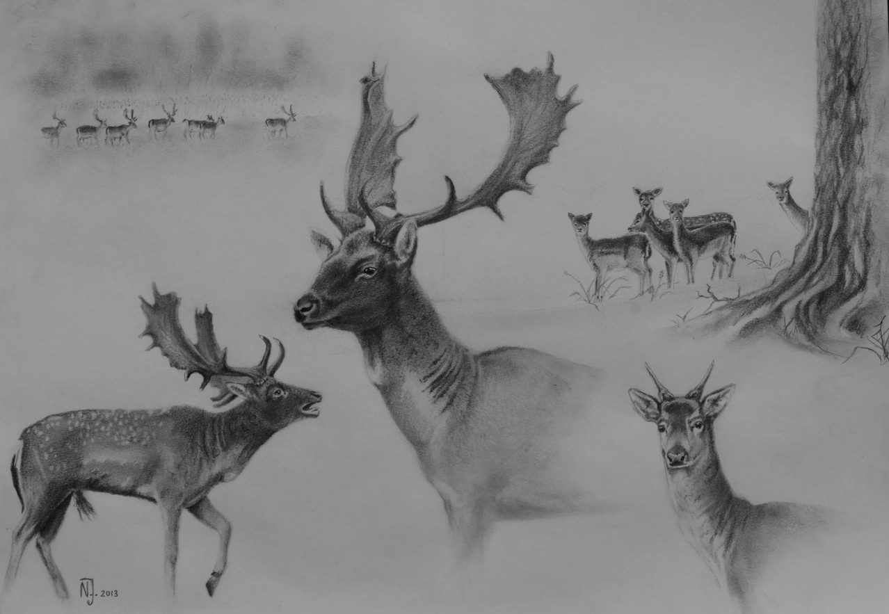 "Damwild-Studie" 2013