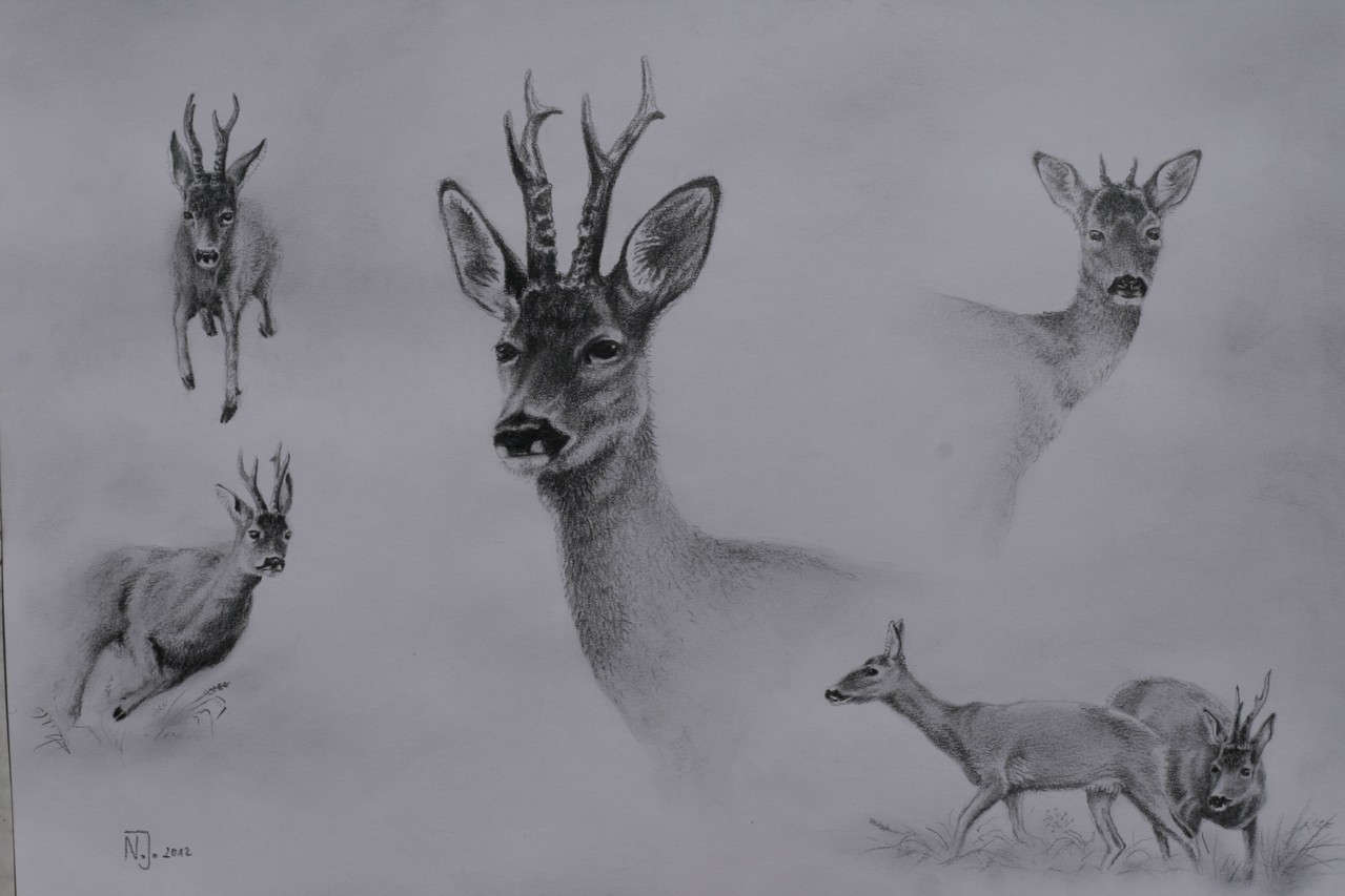 "Rehwild-Studie" 2012