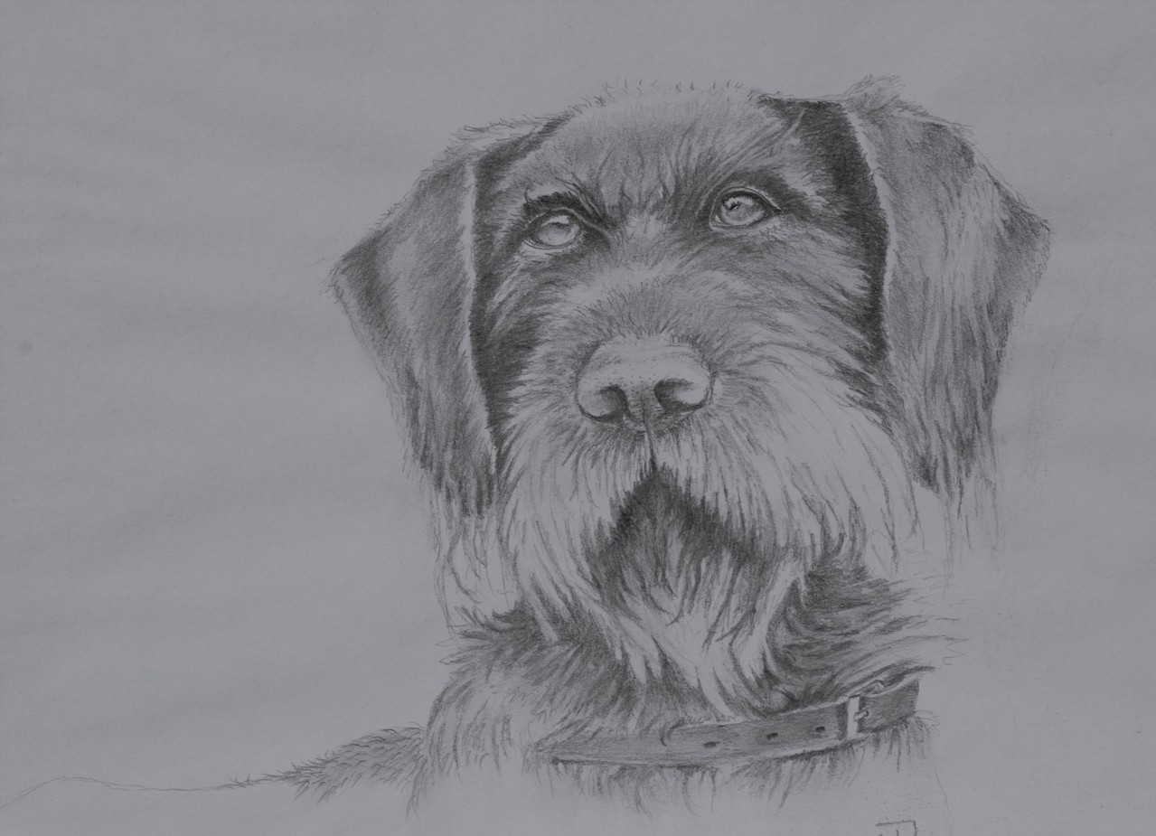 "Quincy" - unser Deutsch-Drahthaar Rüde 2012