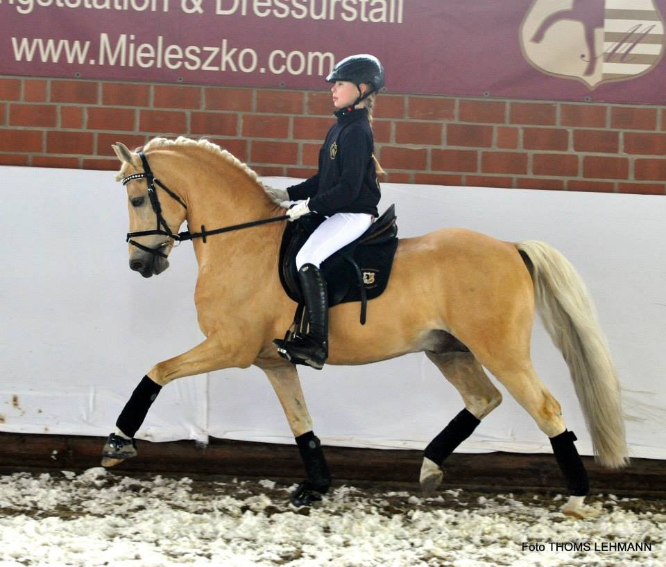 HET Golden Dream - Hengst Pony Dressur Jill Mieleszko