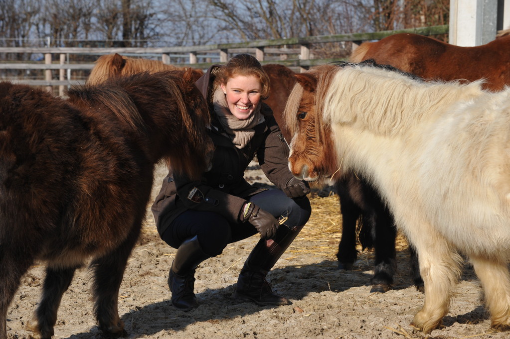 Meine kleinsten...die Shettys