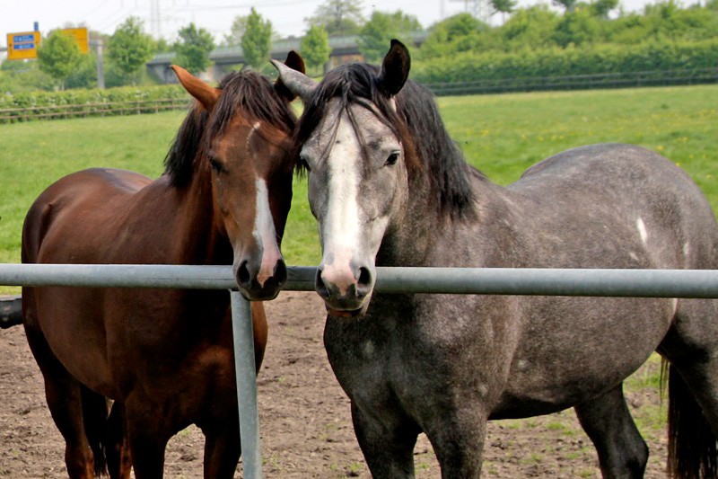 Ponyhengstjährlinge