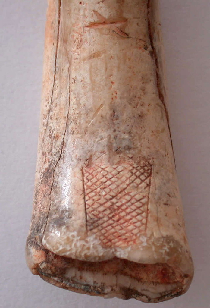 Roc-aux-Sorciers, Taillebourg Cave: Foal incisor: 14,000 years old: Image: Jacques Lemounier et Guy Mazière