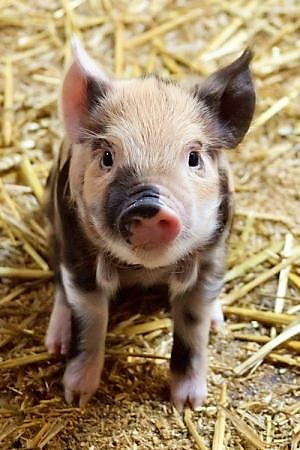 Ferkel 