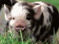 Fressendes Schwein