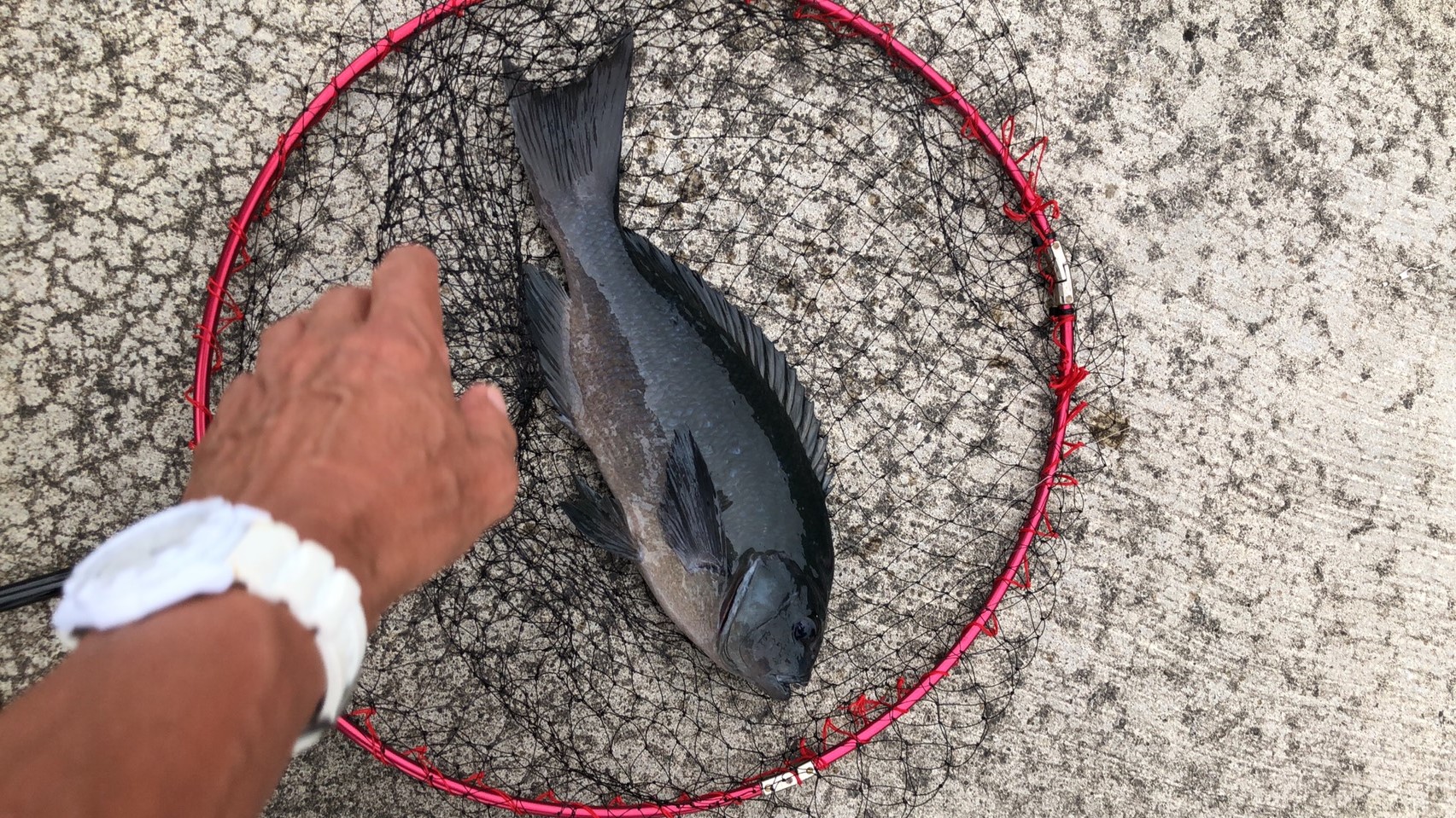 ブログ 伊豆大島の たかちゃん釣りスタイル ブログ 伊豆大島の たかちゃん釣りスタイル