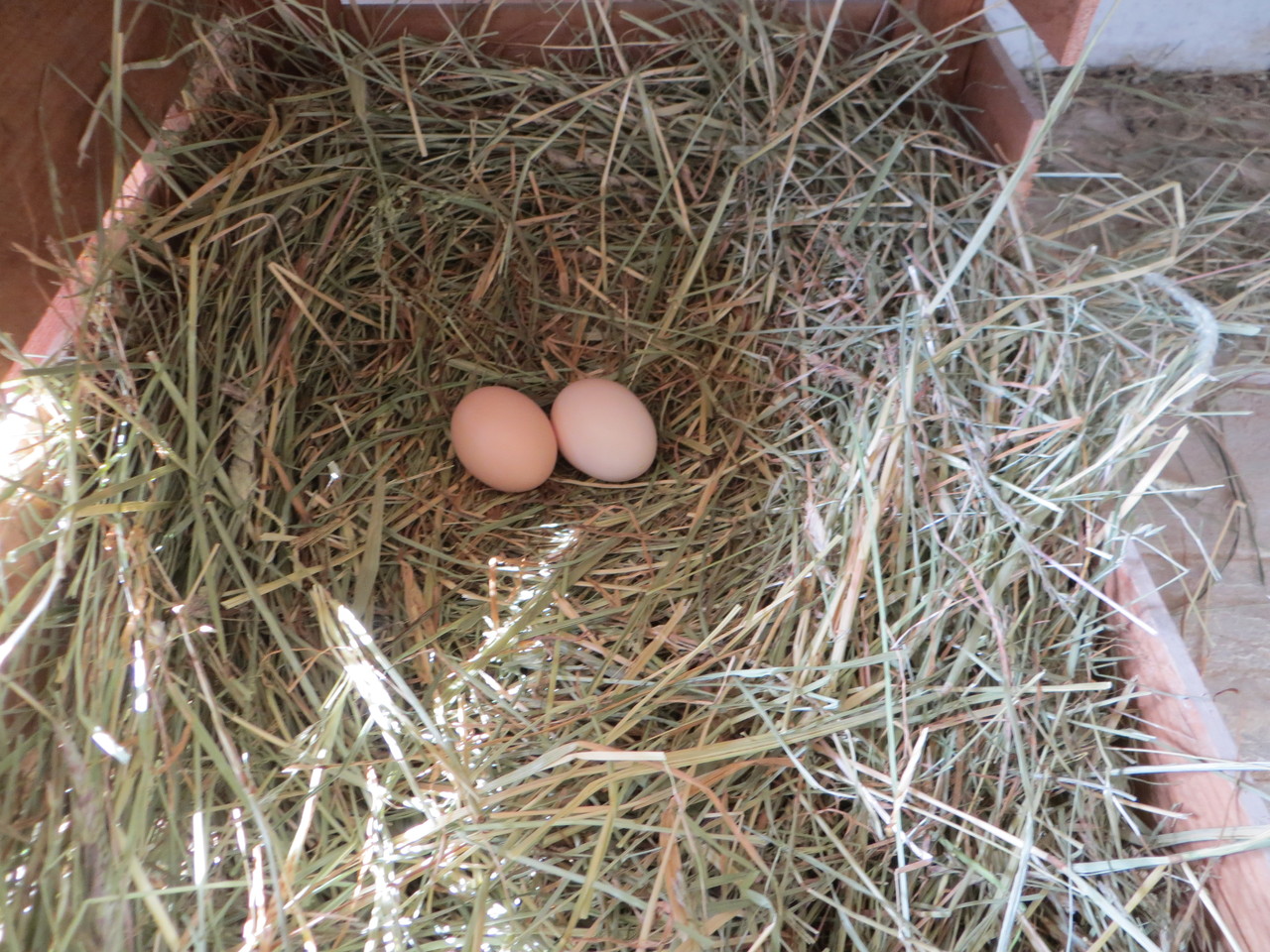 Das Nest - ein ganz besonderer Ort - huehner-haltens Webseite!