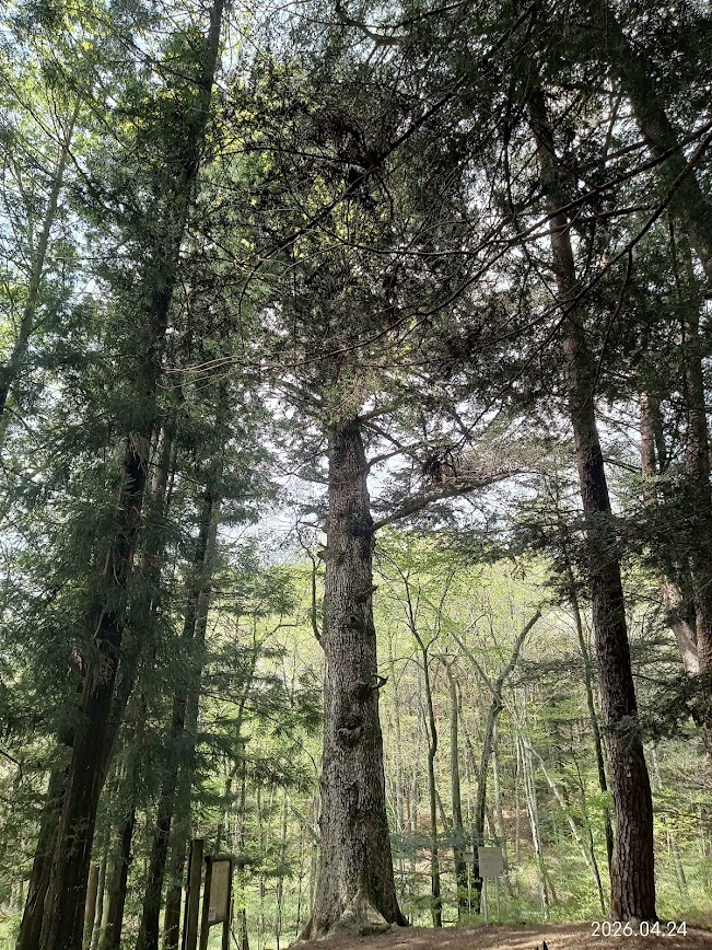 小さな納屋を建てる山林を探すだらだら旅Vol. Ⅱ