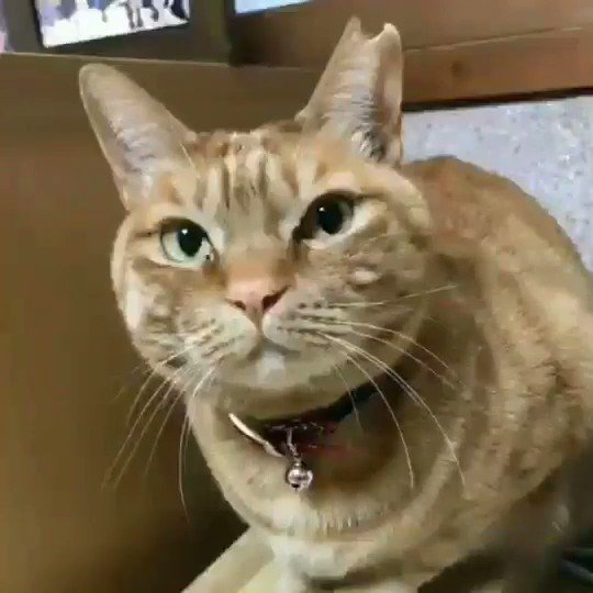 大阪弁の猫うめしゃん　愚痴Ⅱ　 by BuzzVideo