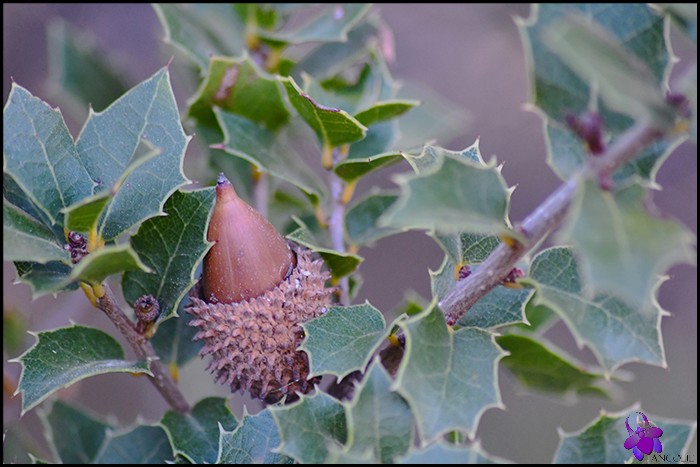 Le Chêne kermès (Quercus coccifera)