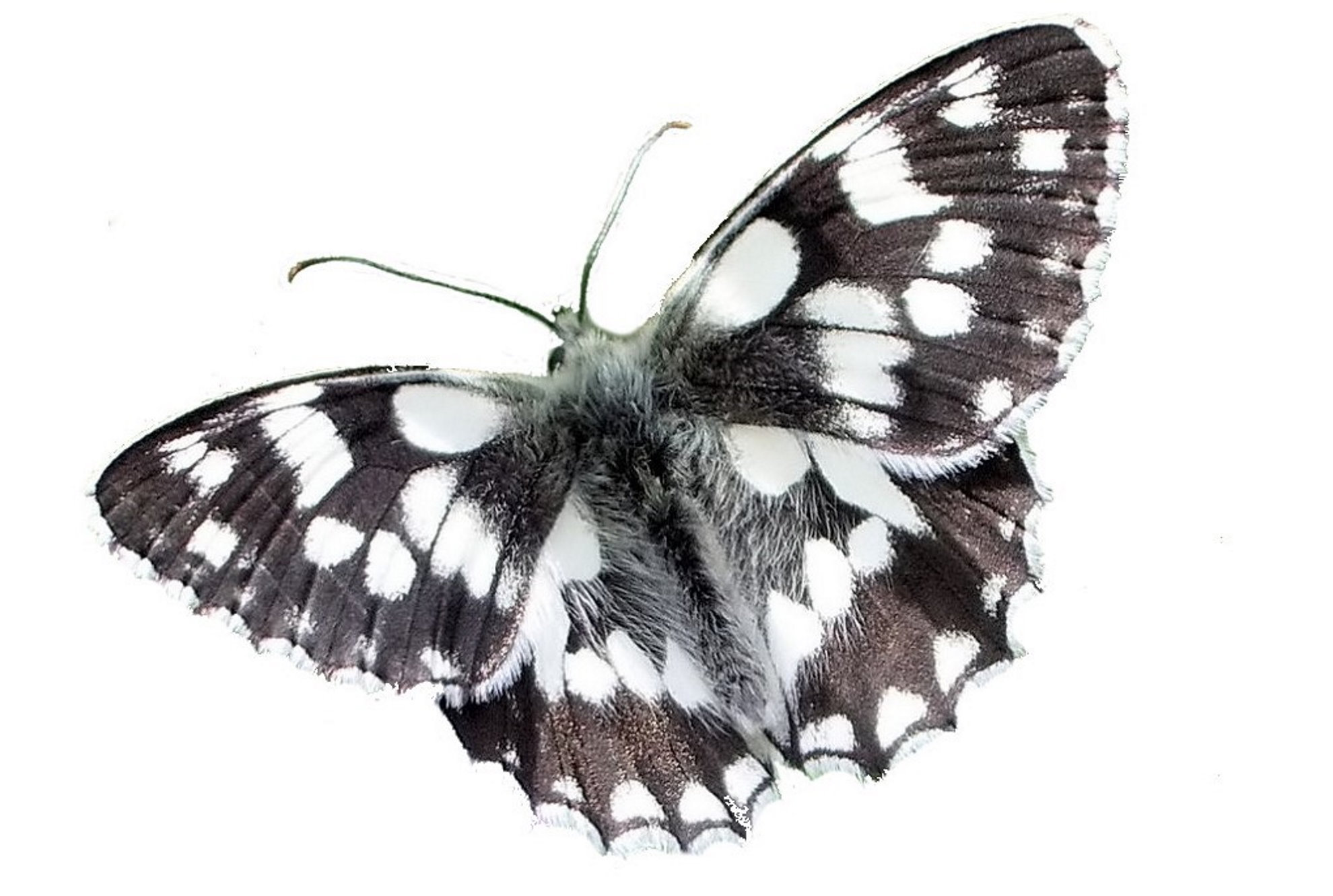 Papillon Demi-deuil face dorsale