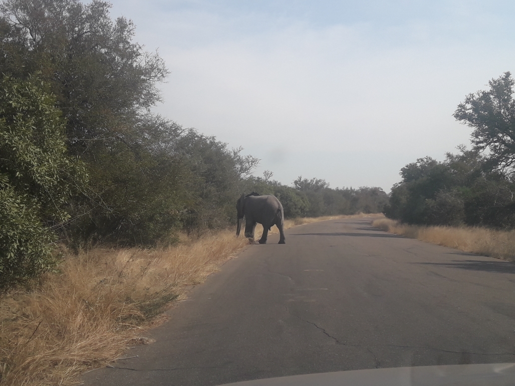 Elefant kreuzt die Straße