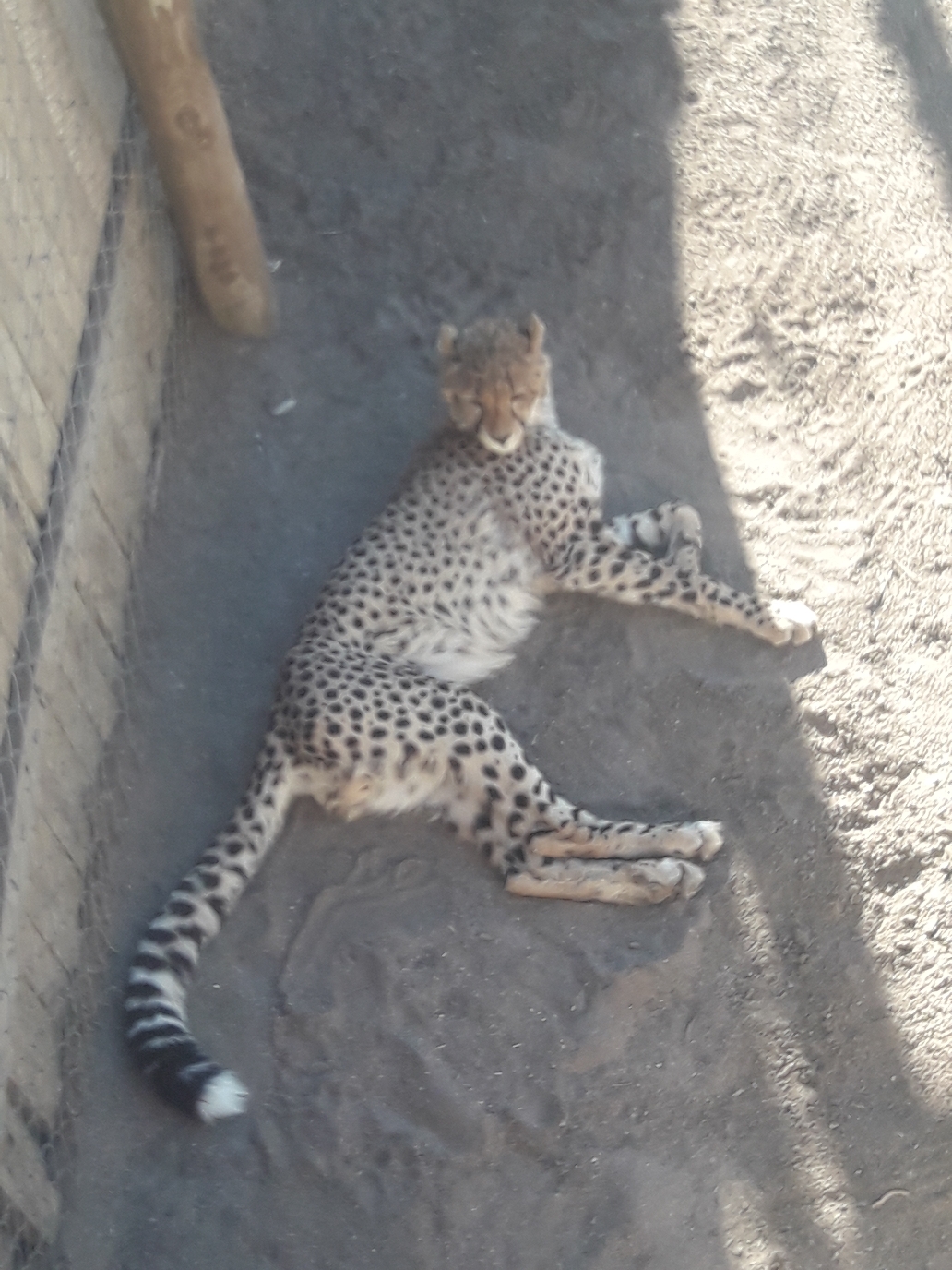 Cheetah in der Cango Wildliferange