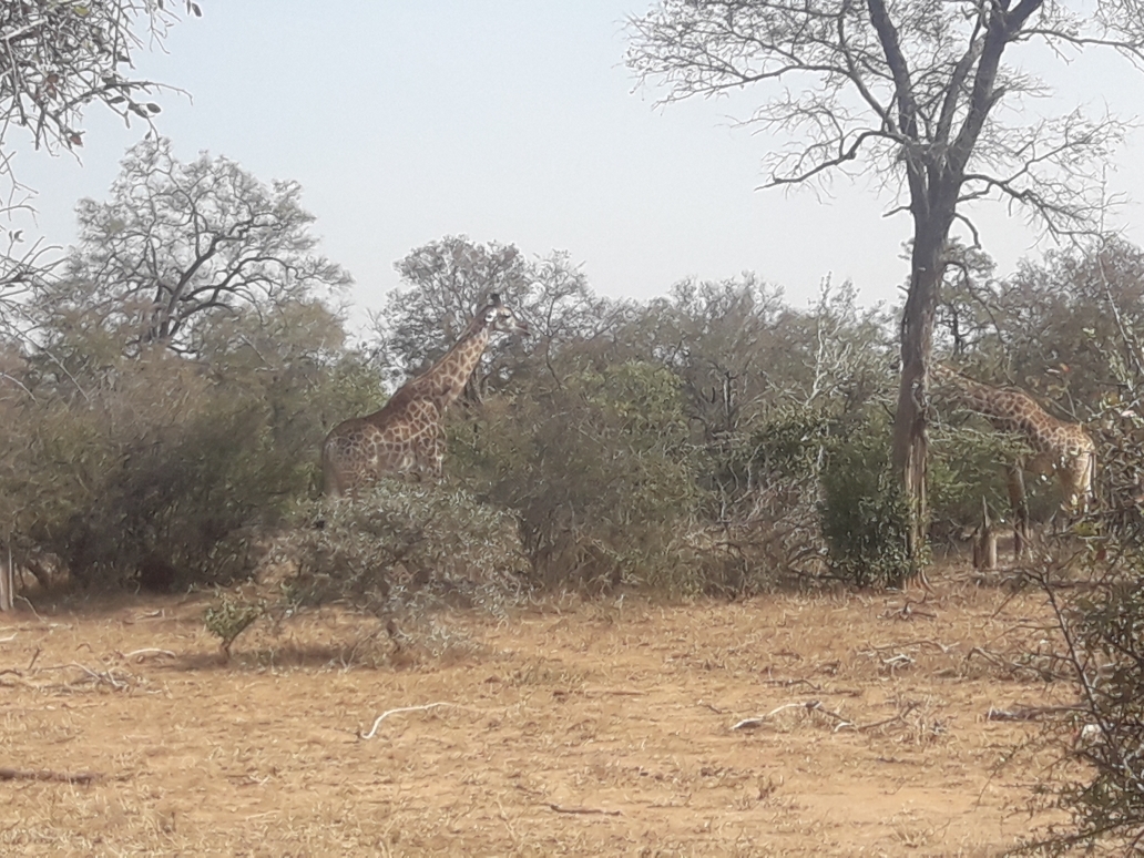 Giraffen im Krüger