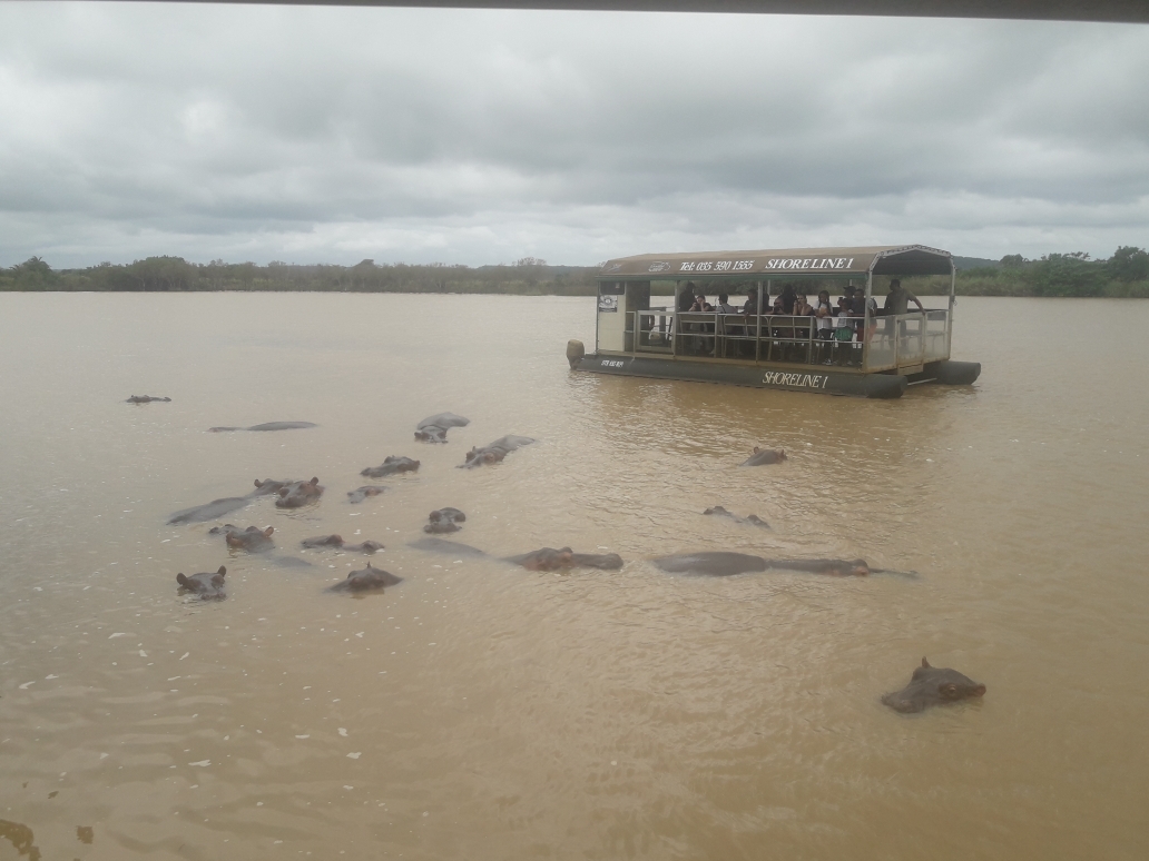 Hippos in St. Lucia