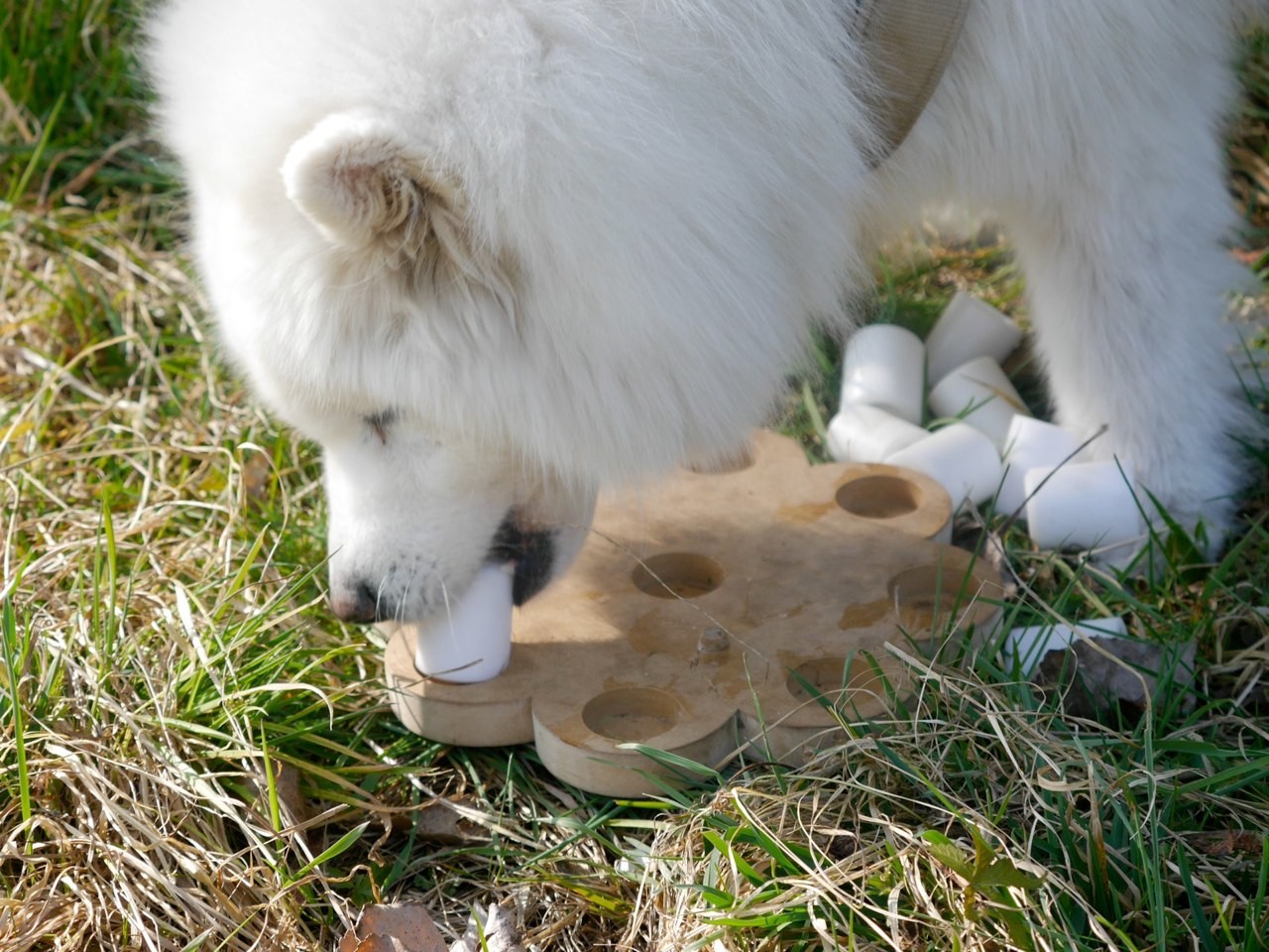 Syberia sucht Leckerchen
