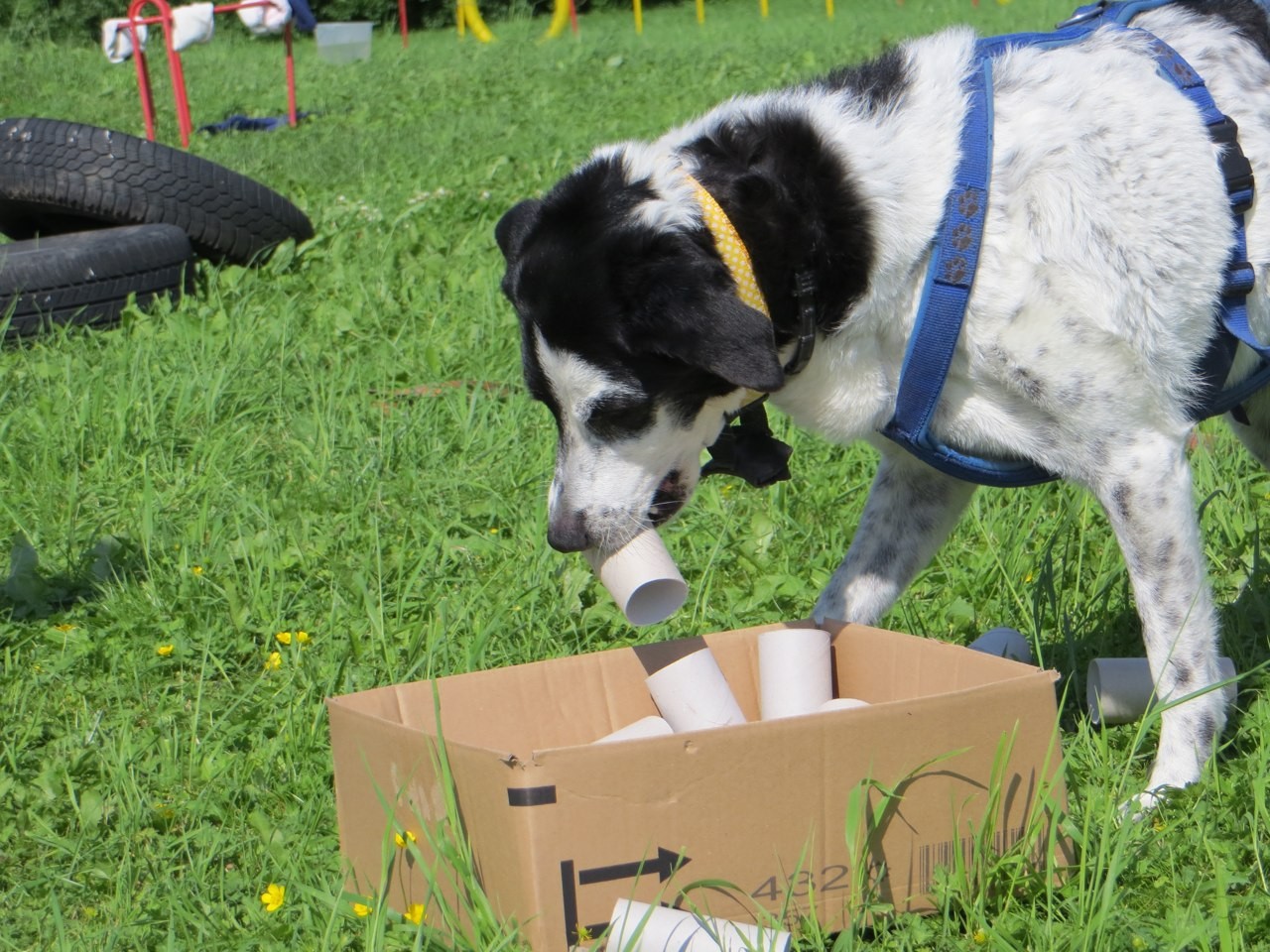 Lovis arbeitet am Karton