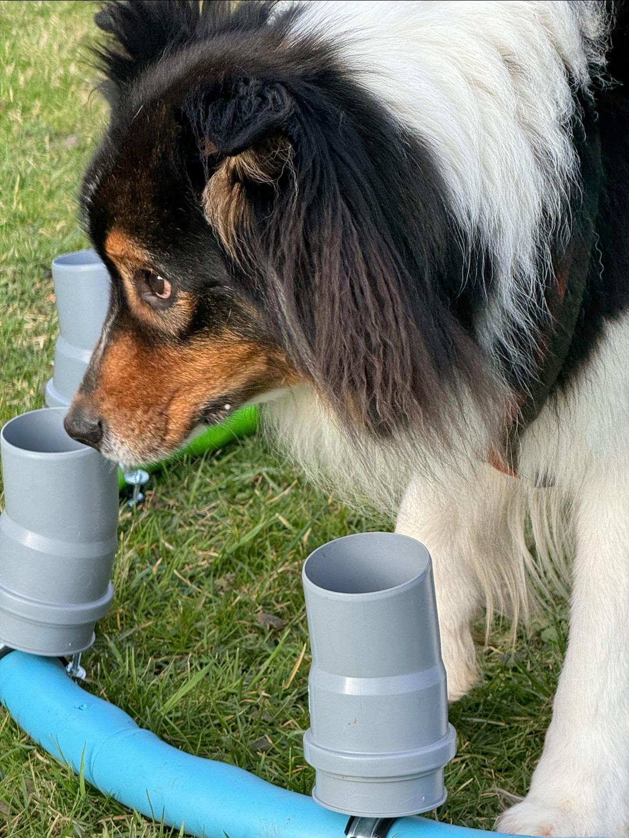 Koda bei der Geruchsunterscheidung - Anzeige
