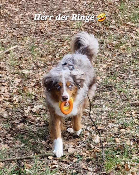 Giotto liebt das Apportieren