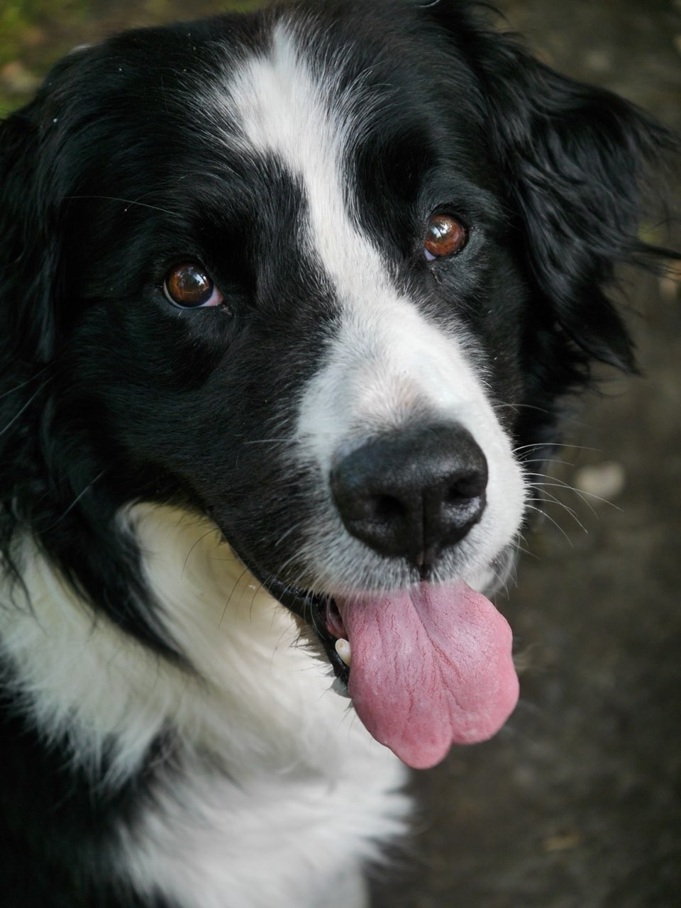 Rufus