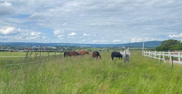Fünf verschiedene Pferde graßen auf einer Weide mit hoch stehendem Graß unter blauen Himmel in idyllischer Natur