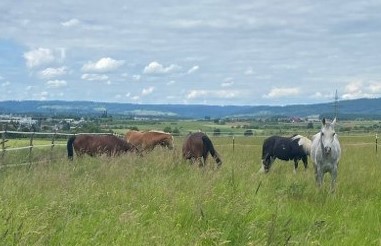 Fünf verschiedene Pferde graßen auf einer Weide mit hoch stehendem Graß unter blauen Himmel in idyllischer Natur