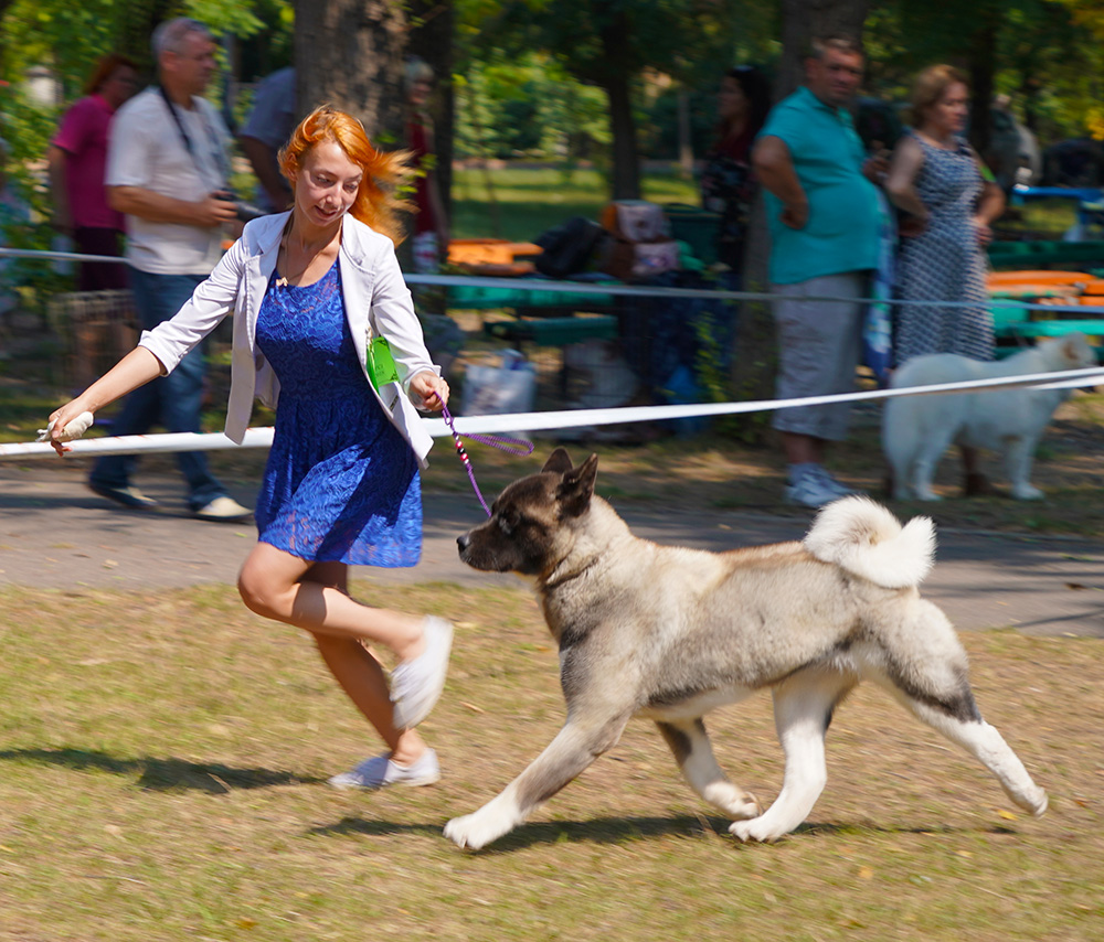 AMERICAN AKITA  ::: VICKY ::: АМЕРИКАНСКАЯ АКИТА