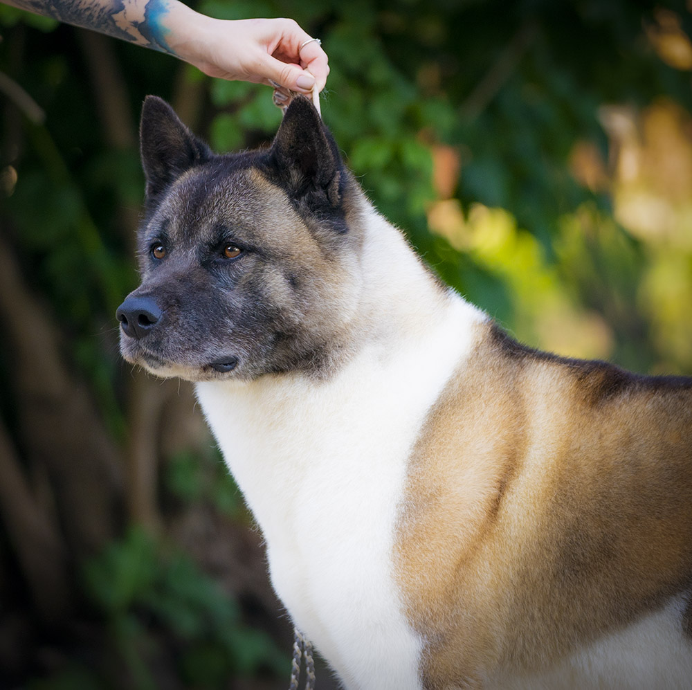 American Akita INDI