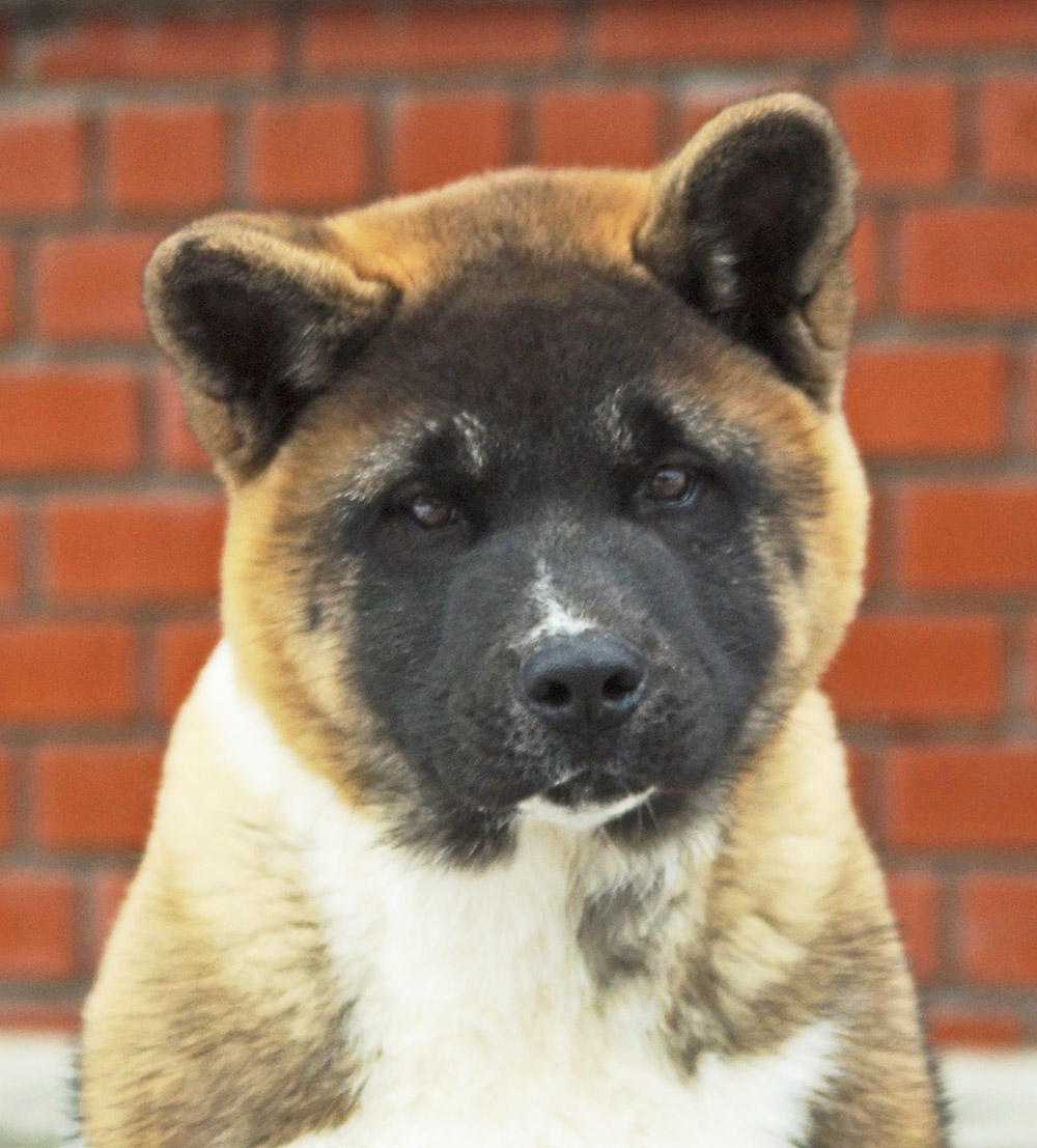 #american_akita_puppy_SIBERIAN_HUNTER_OMEGA_4 mon