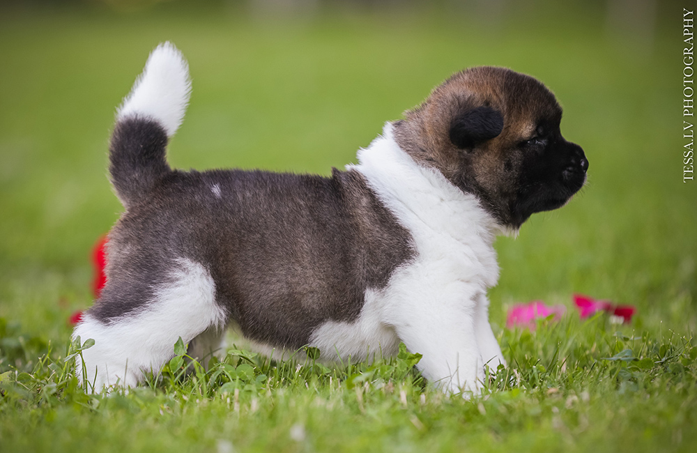 American_Akita_puppy_FLEUR 3 weeks