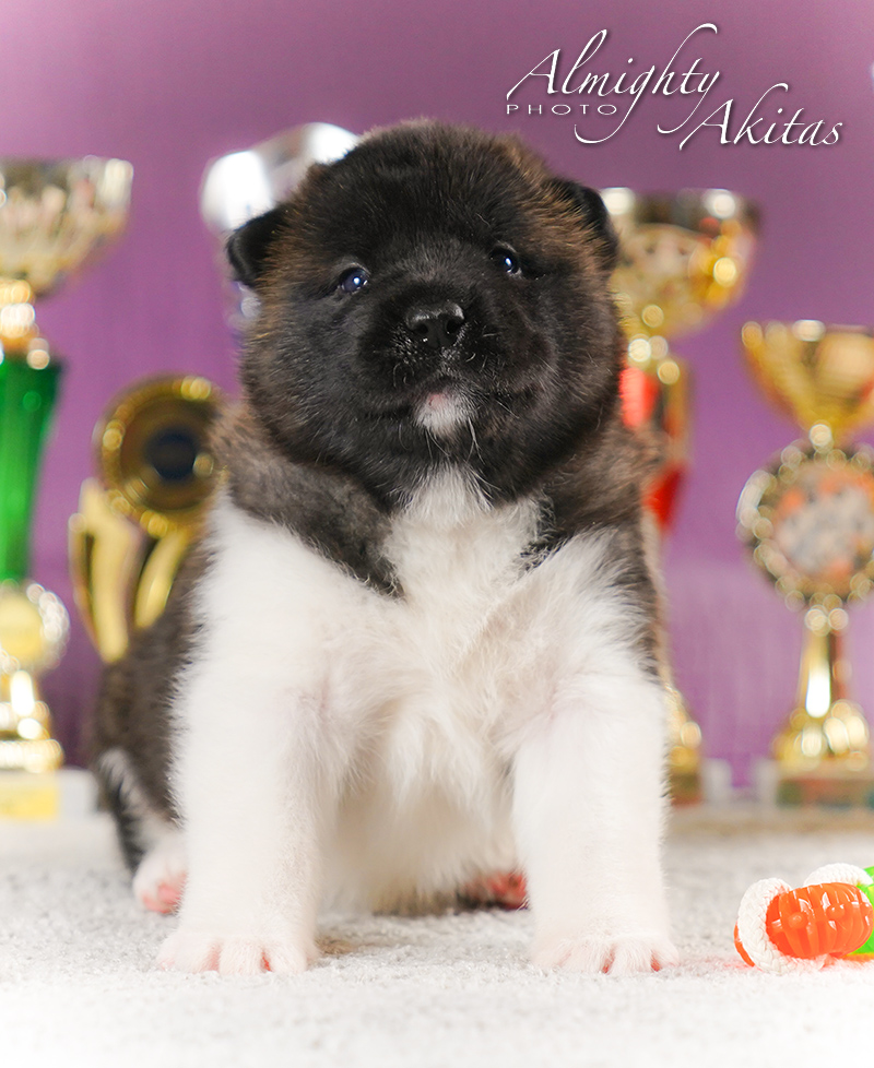 American akita puppy, AFA HAPPY HUNTER, female, 25 days 