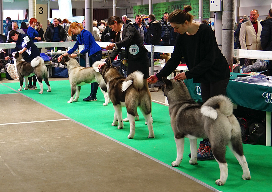 AMERICAN AKITA ::: JASMIN ::: АМЕРИКАНСКАЯ АКИТА