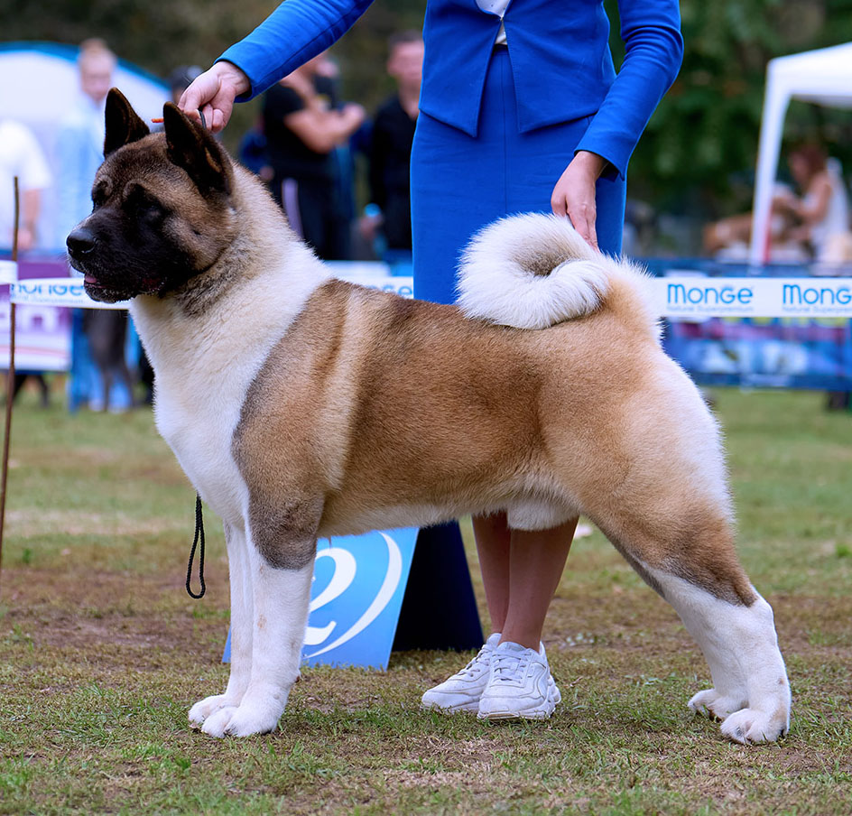 American akita TRIBE