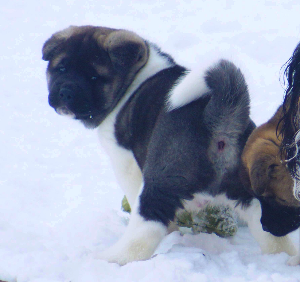 Щенки Американской акиты ::: American Akita puppies ::: 4 months