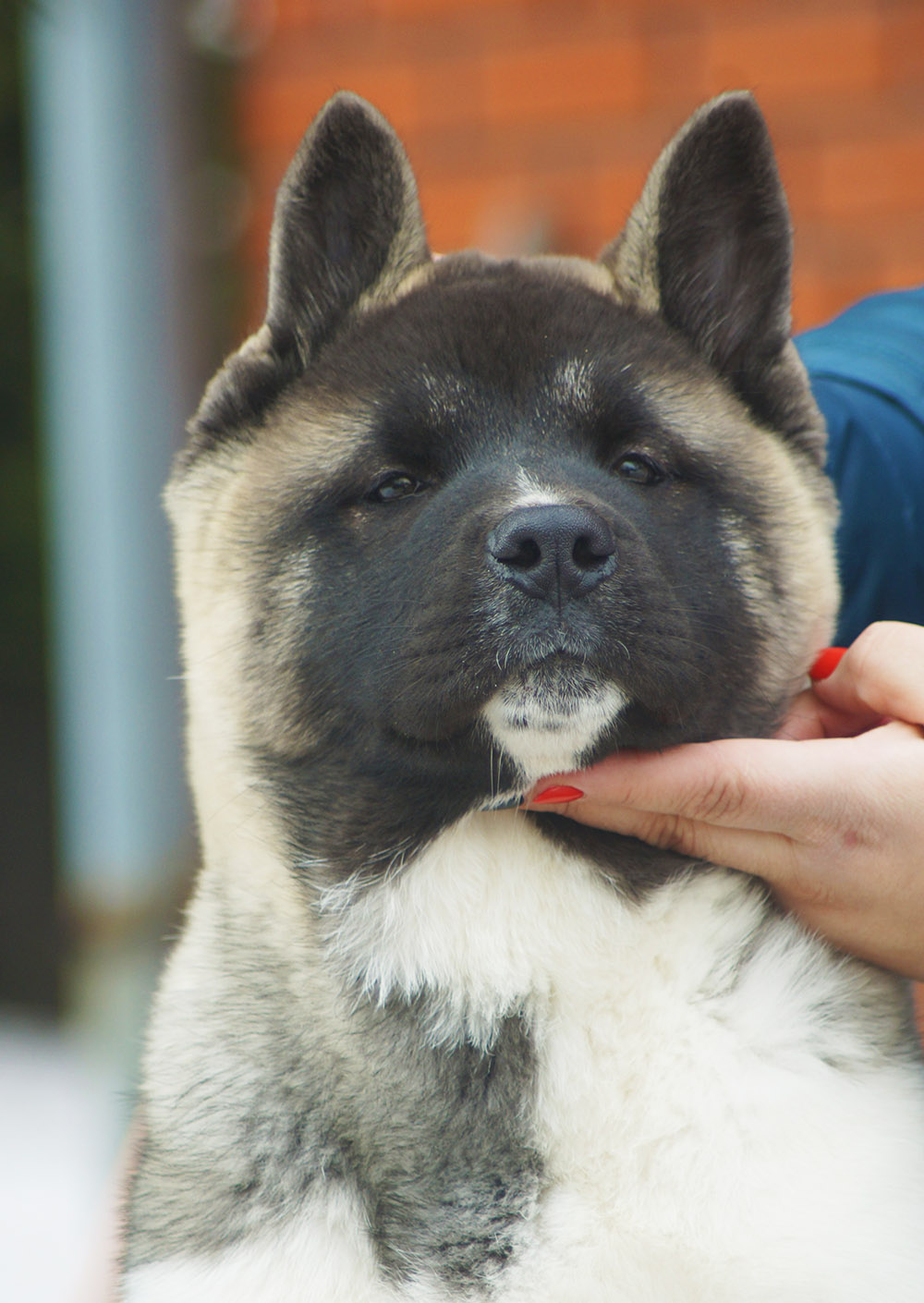 American Akita puppy SIBERIAN HUNTER OCEAN BLUE - 4 mon