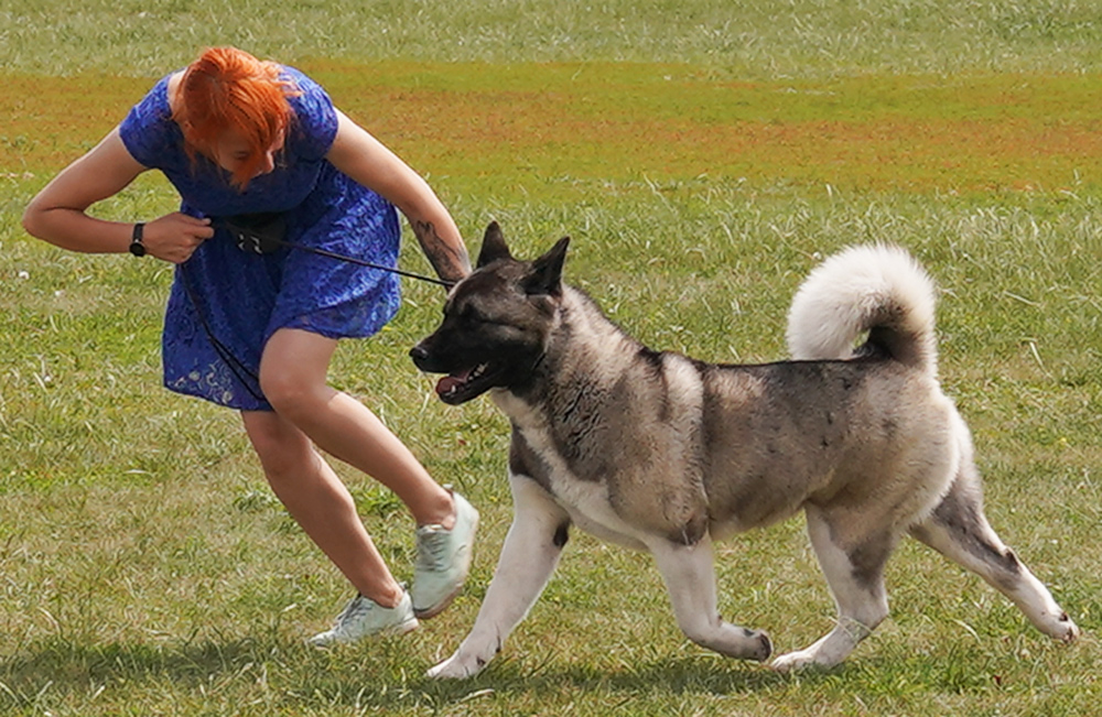 AMERICAN AKITA ::: AVRORA ::: Американская акита