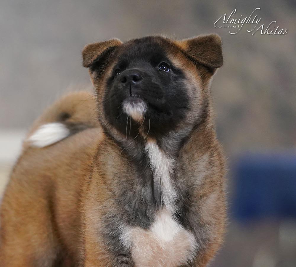 American akita puppy, AFA HIGH BLOOD, female, 2 months