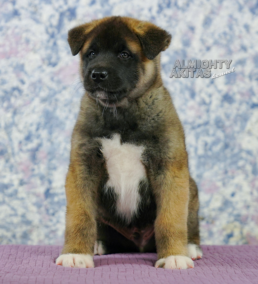 american akita puppy 7 weeks