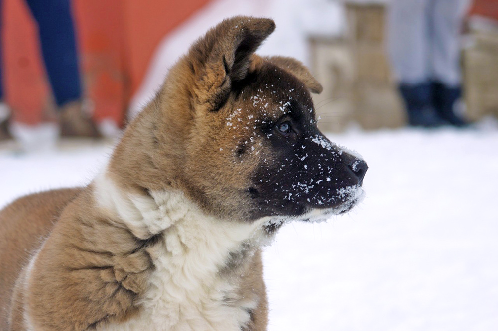 #american_akita_puppy_SIBERIAN_HUNTER_OMEGA