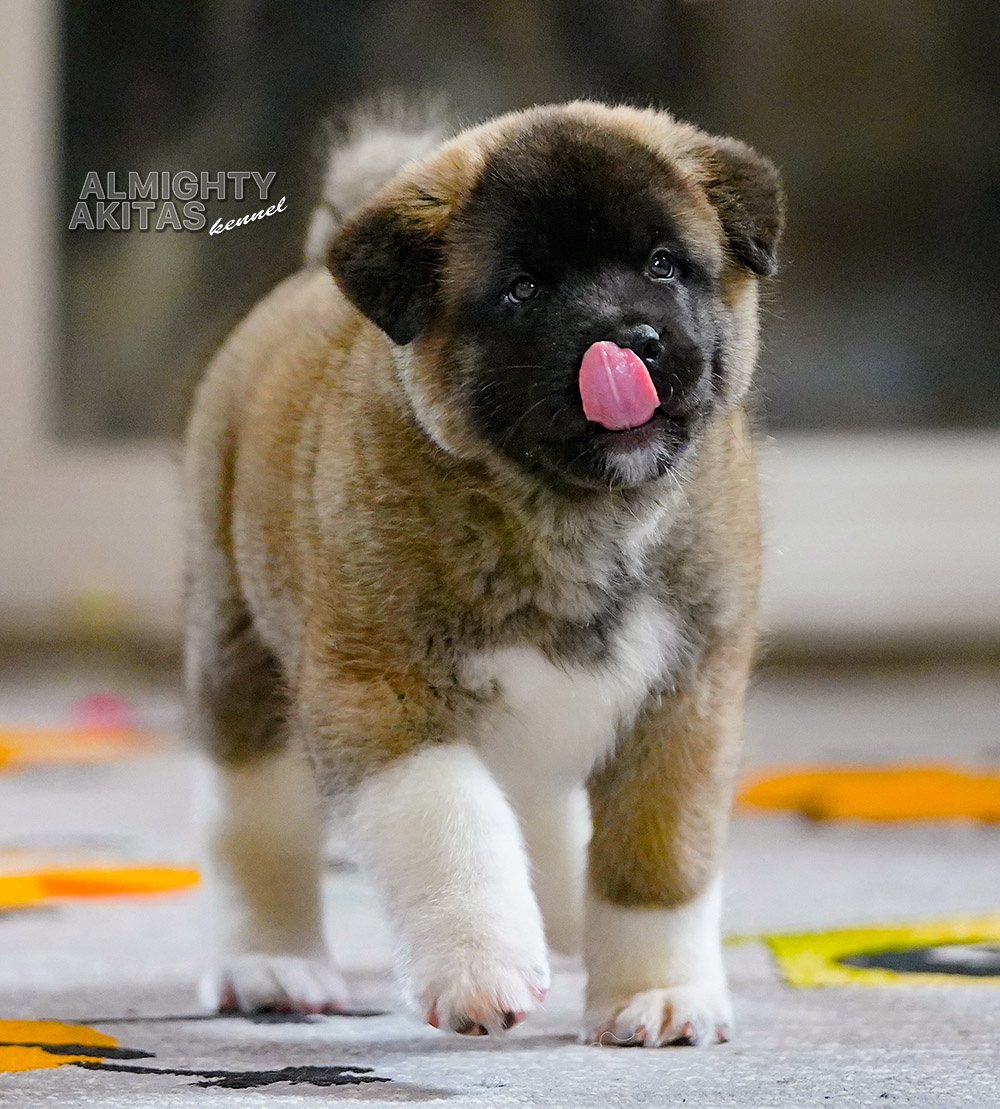 american akita puppy 7 weeks
