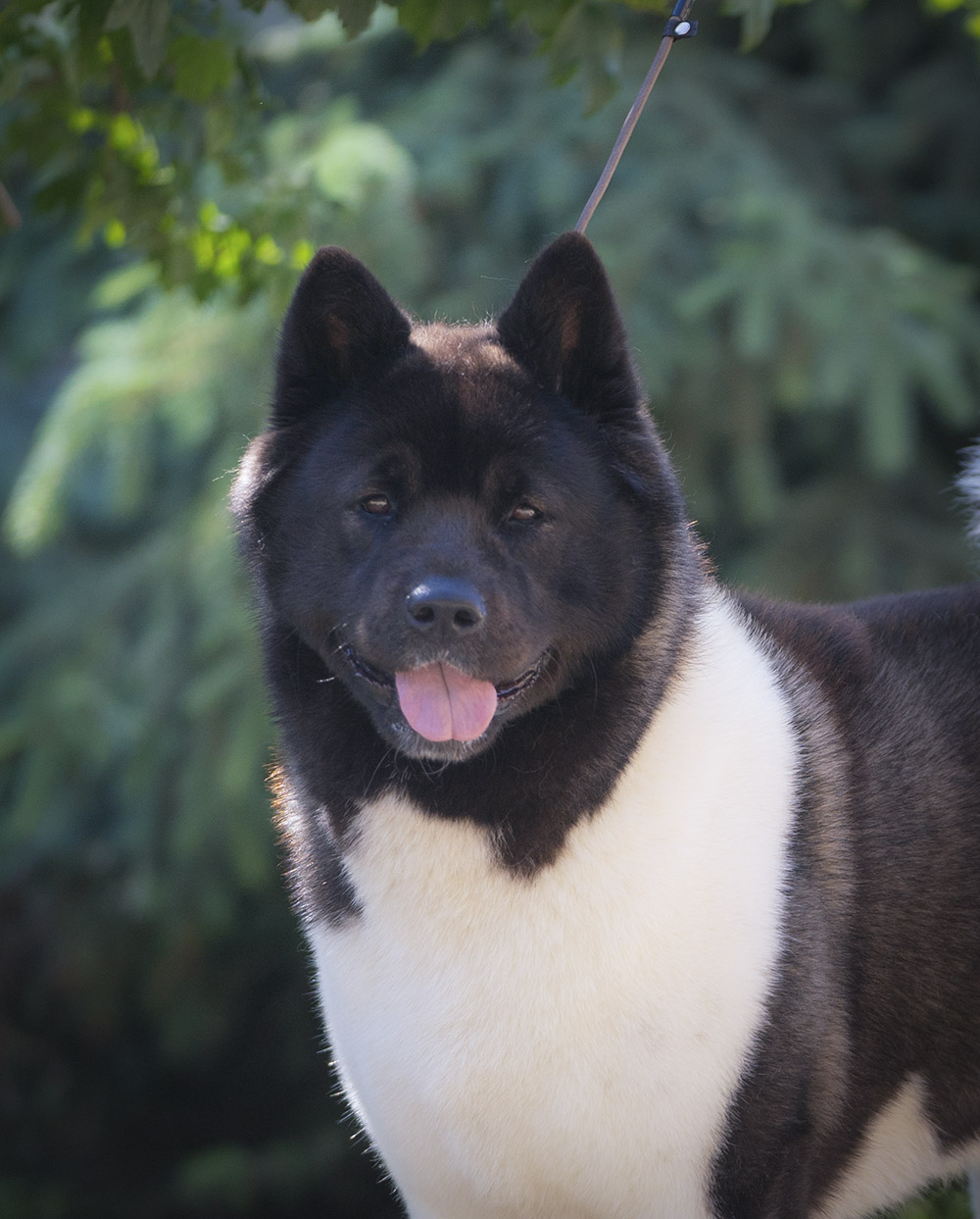 American akita KESYA