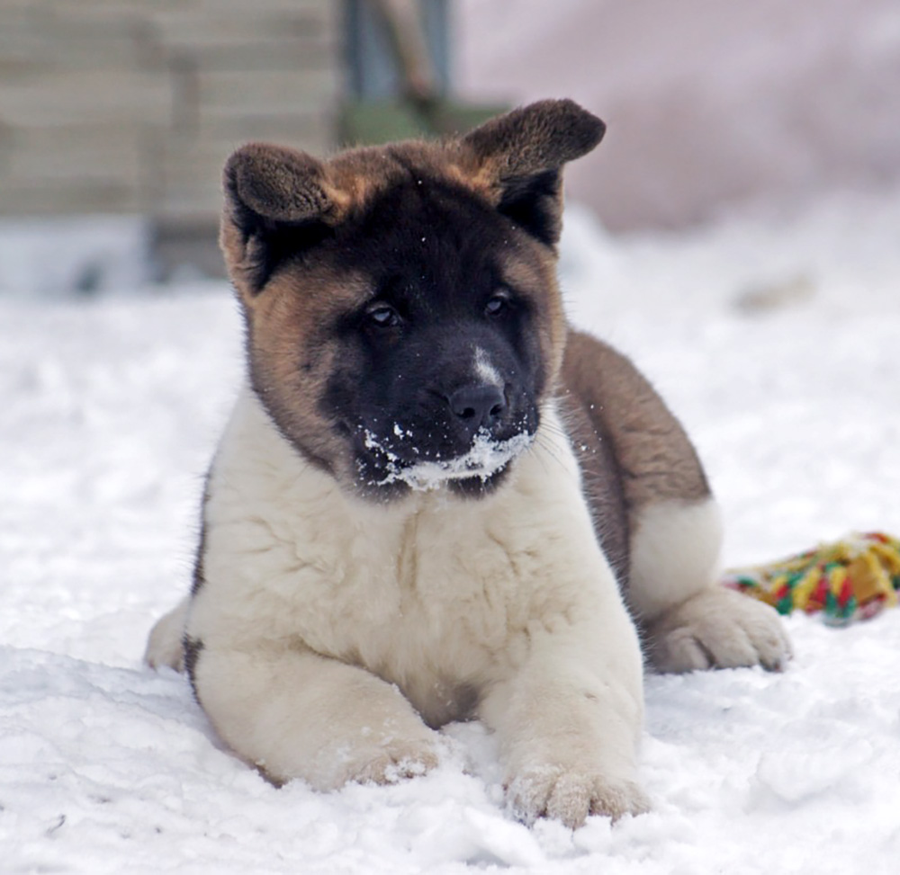 #american_akita_puppy_SIBERIAN_HUNTER_ONLEY
