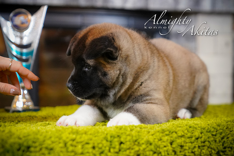 American akita puppy, AFA HONEST SOUL, female, 6 weeks