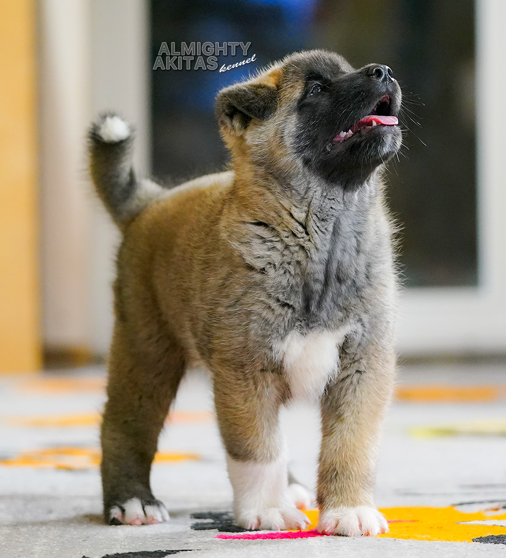 american akita puppy 7 weeks