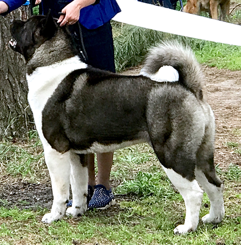 American Akita BARTEK Американская акита