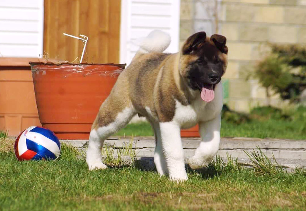 American akita puppy ::: Щенок американская акита ::: 4 мес