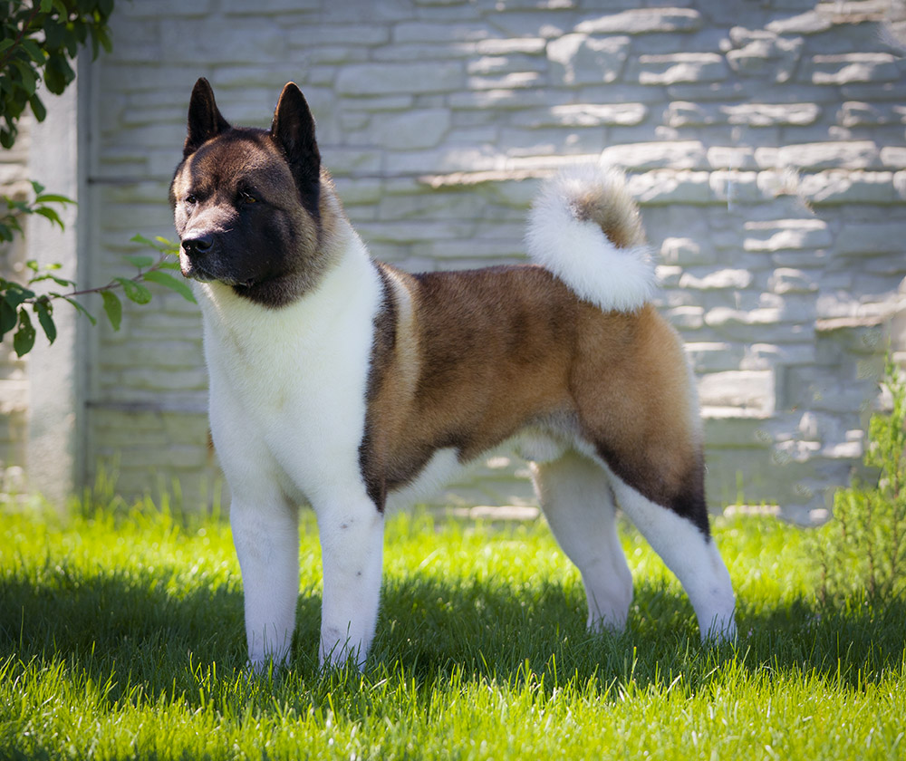 American Akita ALL FOR ALMIGHTY BEFORE HEAVEN